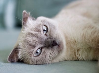 chat tonkinois